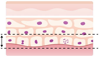 세포 - 에너지층 (기저층)